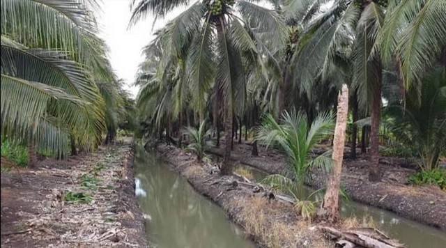 ขายที่ดินสวนมะพร้าว สวนผส 5 ไร่ หนองบัว บ้านแพ้ว สมุทรสาคร หน้าติดถนน หลังติดคลอง SJ1573