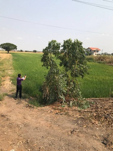 ขายที่ดินนาติดถนน 3ไร่ บรรยากาศดี เดินทางสะดวก ในอำเภอบางซ้าย พระนครศรีอยุธยา