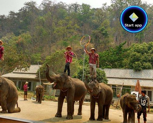 Maetang Elephant Park