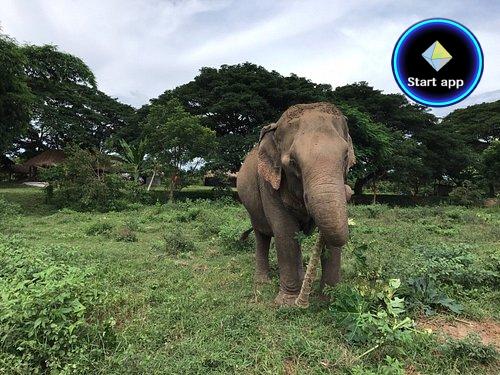 Maeklang Elephant Conservation Community