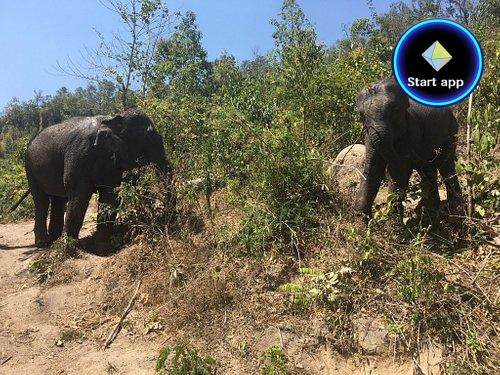 Karen Elephant Habitat