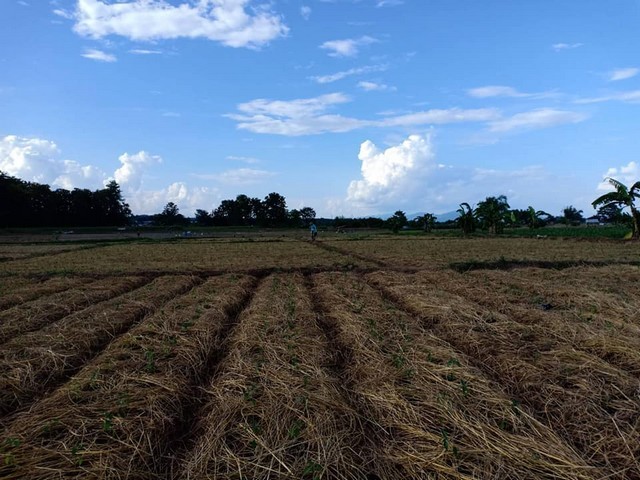 แนะนำที่ดินพร้อมขาย ติดแม่น้ำน่าน อำเภอท่าวังผา จังหวัดน่าน มีที่งอก 